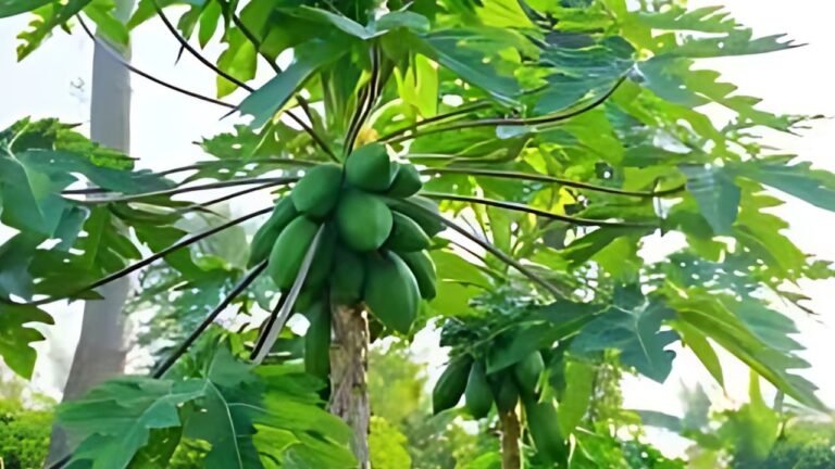 Papaya Tree